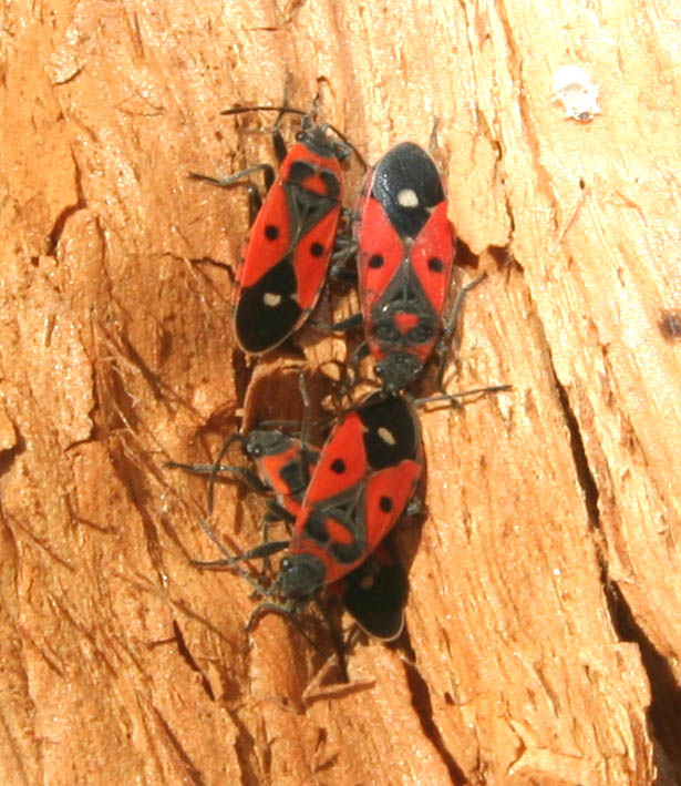 Melanocoryphus albomaculatus (Heteroptera, Lygaeidae)